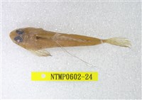 藏品(絲鰭斜棘(魚銜))的圖片